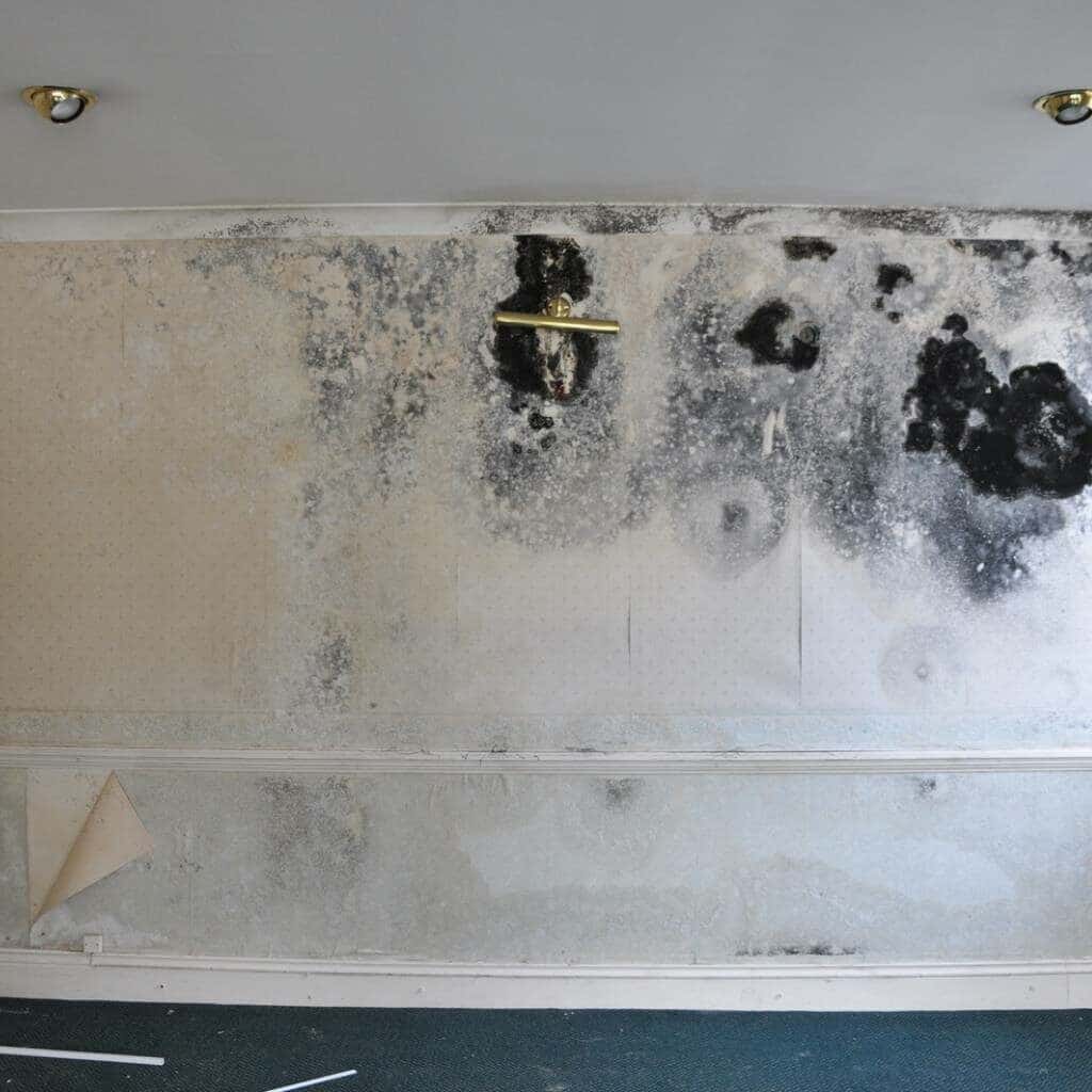 Risks to Your Health From Mould